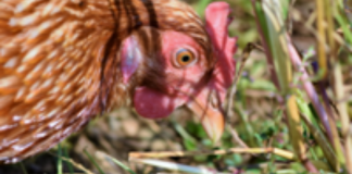 Avian Influenza – Powys County Council